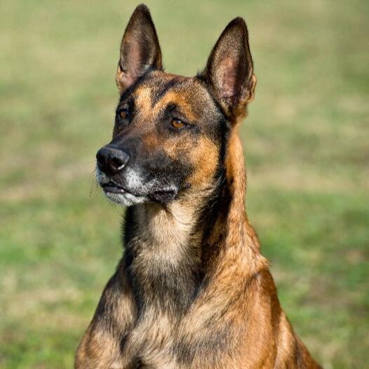 Black Long Haired Belgian Malinois: Meet the Most Powerful Dog Breed!